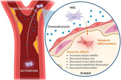 Caught in action: how MSCs modulate atherosclerotic plaque